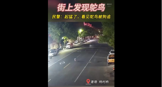 百公斤鸵鸟夜逃闯祸！杭州车主清晨发现爱车引擎盖现大坑