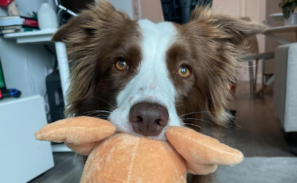 研究发现天赋异禀的狗具有人类般的“词语标签”理解能力