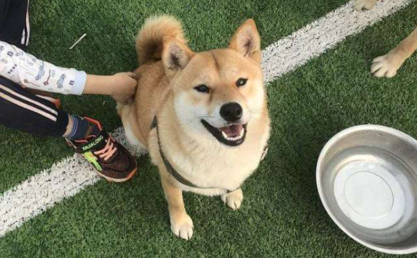 德国慕尼黑推行宠物信用体系，持续发展宠物文化