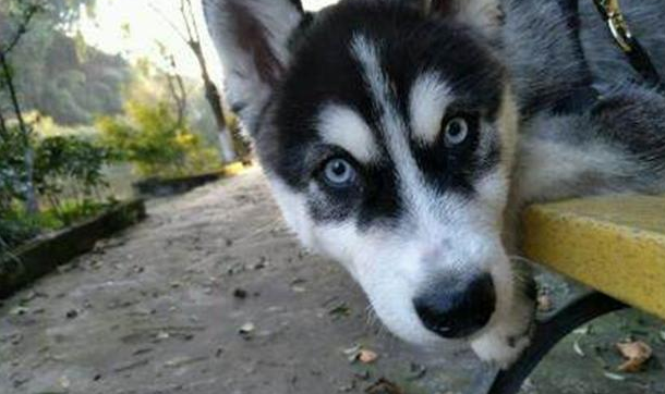 狗狗出售一个月卖家来寻，竟然还想要回去，理由让人很无语 