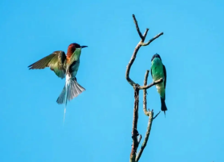 “中国最美的小鸟”现身九华山！ 
