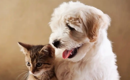 宠物经济洞察：05后交易用户数增长92%，“宠物保险”受青睐