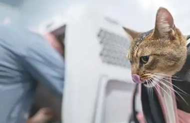 携宠出行的甜蜜与烦恼