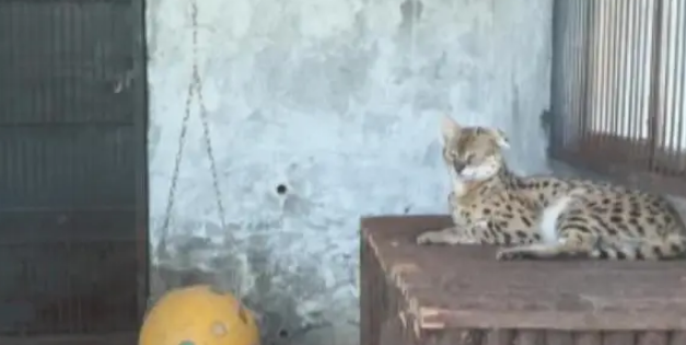 河北石家庄发现薮猫，本应在非洲的猛兽，为何在我国野外出现了？