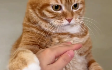 猫咪不让主人摸脑袋。网友：有的猫你只有抚养权没有使用权