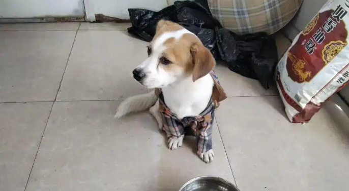 小狗国庆“被弃高速”不吃不喝苦等主人