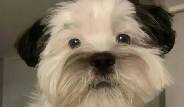 网友晒家里的混血狗宝，笑哭了，它怎么又老又年轻的