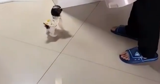 女子带回家一只小狗，第三天才被家人发现