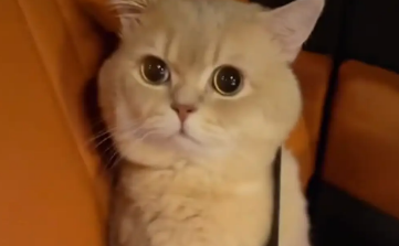 男子喝大了把自家猫咪当成代驾。猫咪：你骑我回去得了呗