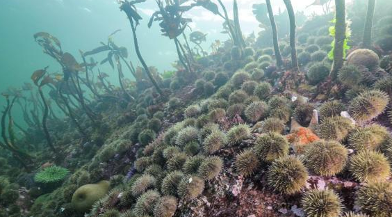 造成数十亿海星死亡的“凶手”竟然是一种细菌