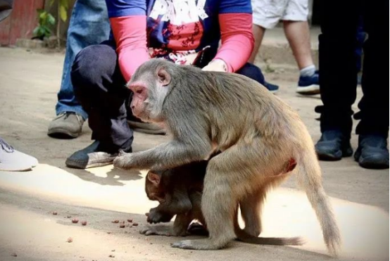 人猴冲突时有发生 什么是景区最优解