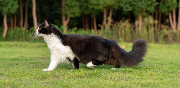 杭州猫咪敲地板救九旬独居老人！万物有灵太好哭了