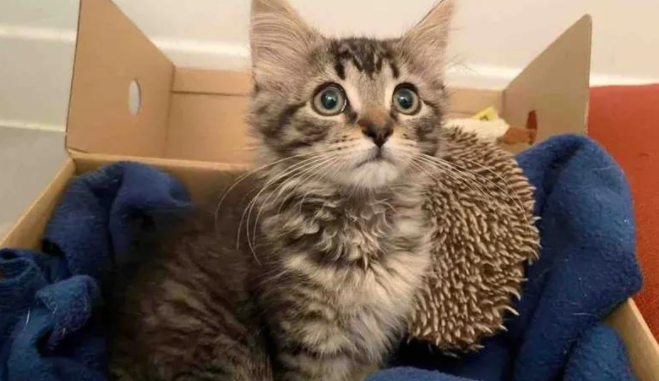 落单小奶猫惊险求生，意外收获暖心猫友