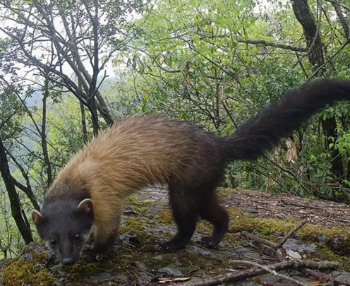 国家二级保护动物黄喉貂“亮相”十堰！