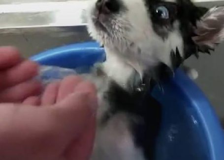给哈士奇洗澡，这表情让主人吓一跳！
