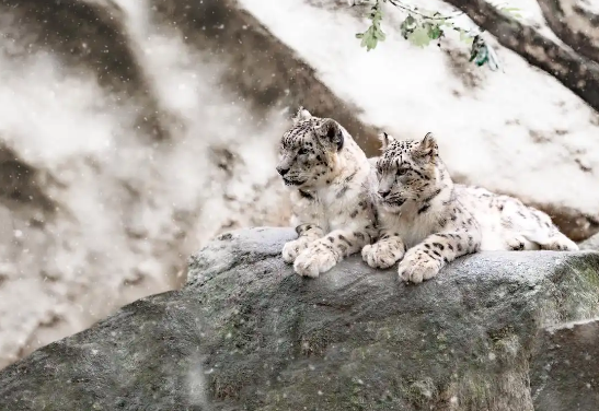 保护雪豹“凌小蛰”们，检察机关在行动！