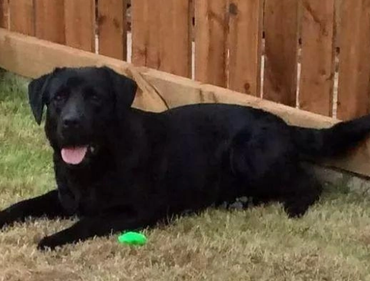 英国养犬悲剧：男孩惨遭恶犬袭击，法律与文明呼唤改变