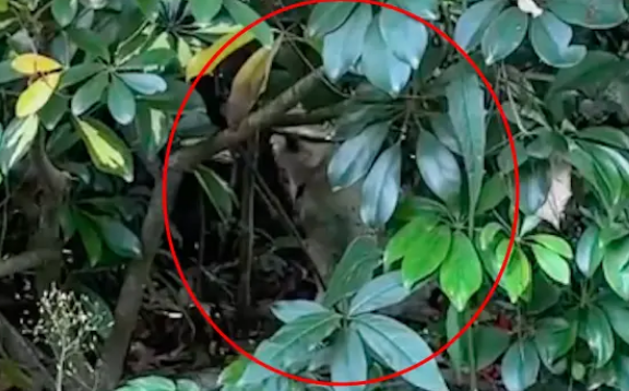 起初怕人的流浪狗，女生拿了火腿肠它就开心蹦跶出来