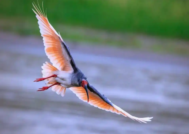 白龙江武都现珍稀朱鹮：70年后首次记录