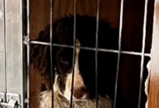 女子在家被流浪狗咬伤！3天后涉事犬死亡，确认携带狂犬病毒