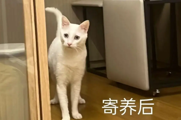 崩溃！寄养 7 天，宠物回家后见人就躲，毛孩子经历了什么？ 