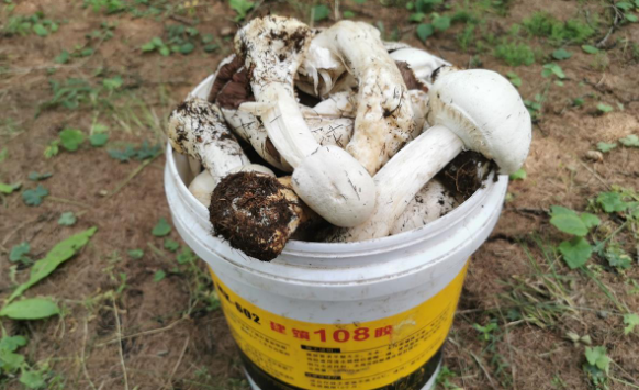 一老太上山采蘑菇被毒蛇咬伤险丧命，被紧急送往北京治疗