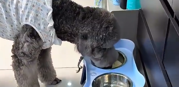 女子这天破天荒早起，发现狗子每天都有鲜奶喝