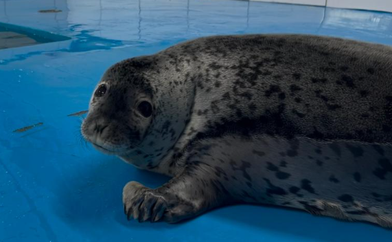 从 “皮包骨” 到 “幸福肥”：斑海豹幼崽 “汤圆” 的逆袭