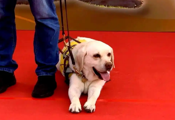 广州推进导盲犬城市融入：从挑战到合作愿景