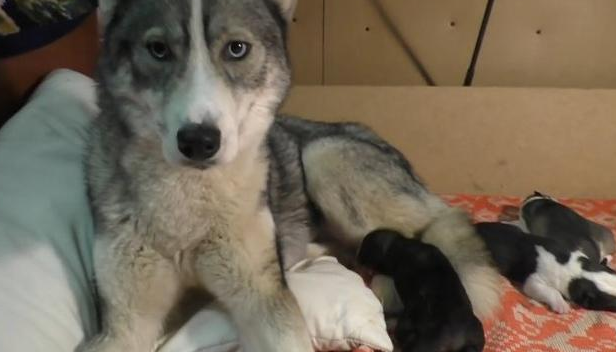 二哈生了一窝奶狗，主人想靠近却被驱赶，网友：这样很危险 