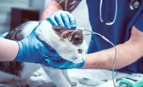 新西兰凯库拉猫咪管理新规：生态保护与宠物福利平衡