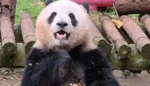 为闻邻居气味，大熊猫渝可屡次抗议，动物园暖心拆墙成全