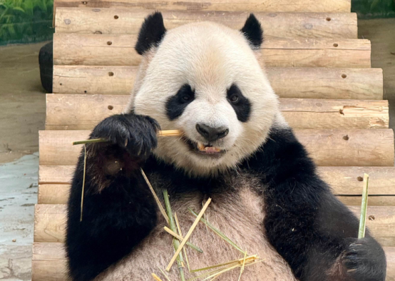 大熊猫饭圈的“刻意对立”不是真爱