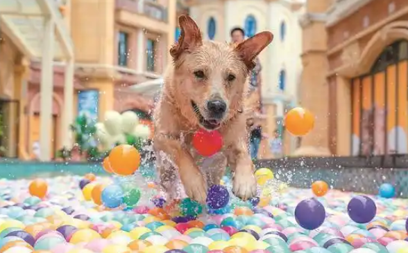 “TA”里淘金：江苏1200万只萌宠引领千亿新蓝海