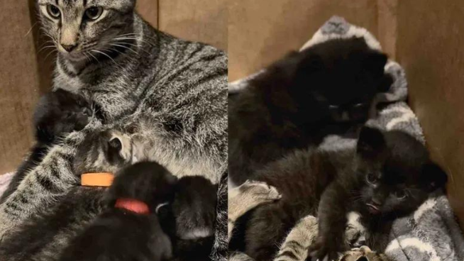 流浪猫妈妈获救后，屋内产崽，暖心守护下一家终迎幸福结局