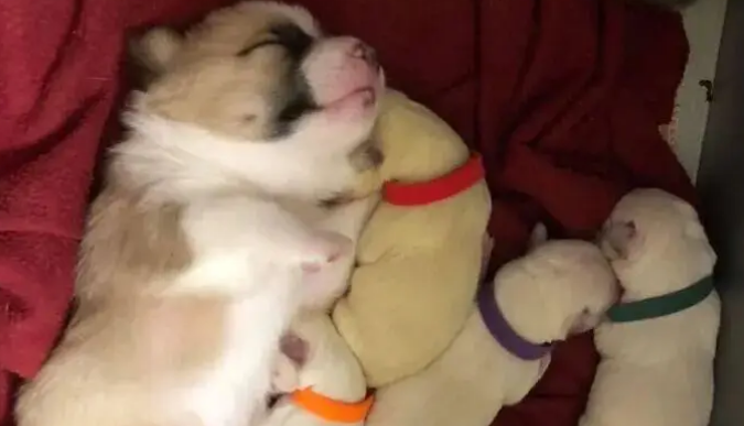 柯基妈妈一窝8个宝，其中4个是小柯基，另外4个是小拉布拉多