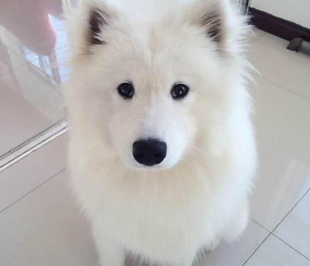 萨摩耶又干坏事了弄的自己一身血渍，把主人吓坏了 