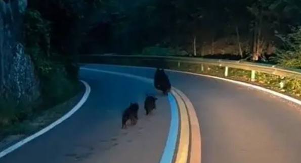 罕见！3只野生黑熊“全家出游”太白山！