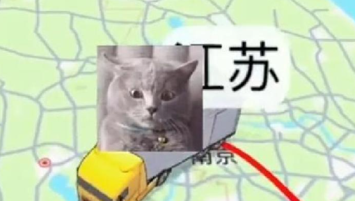 蓝猫被猫贩子抓走，主人坐飞机追了1600公里见到主人蓝猫大哭大叫