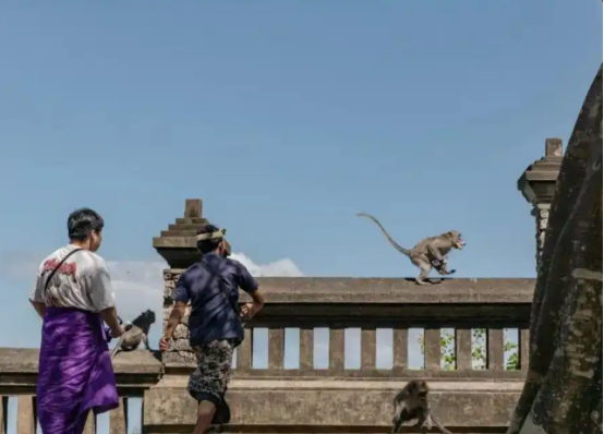 巴厘岛的“猴子大盗”精于“易货谈判”