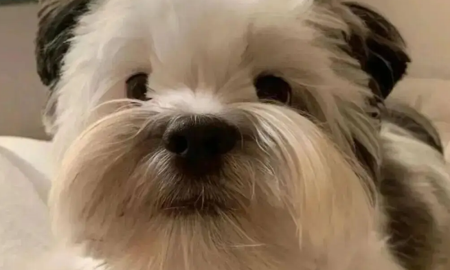 网友晒家里的混血狗宝，笑哭了，它怎么又老又年轻的