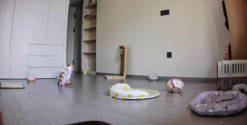 猫咪绝育后，一个后空翻把伊丽莎白圈和绝育服都脱掉了