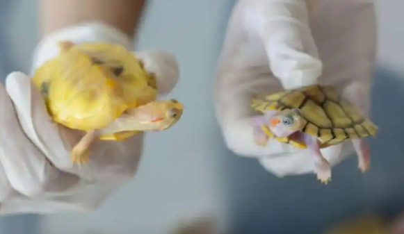 “异宠”可以宠但不能随意宠，各类隐患需警惕！