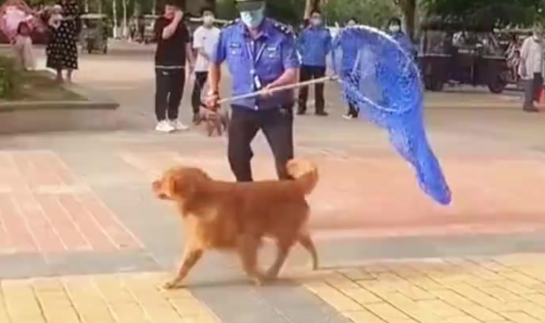 小区里金毛犬未拴绳打架追逐，八旬老人受惊摔倒致伤残十级