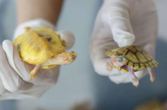 “异宠”可以宠 但不能随意宠