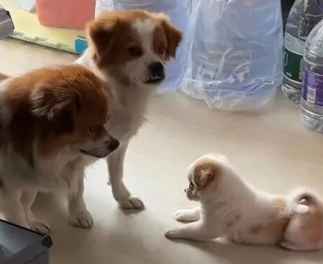 怀孕流浪狗到商店乞食，生下小狗“托付”老板照顾