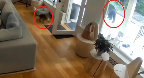 加拿大黑熊闯民宅偷吃狗粮，被博美犬吓到落荒而逃