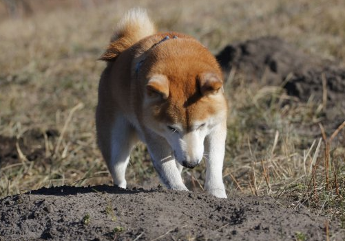 笑不活了！江苏一女子结婚，娘家竟然把狗作为陪嫁，没想到，女子结婚这天，狗子居然…