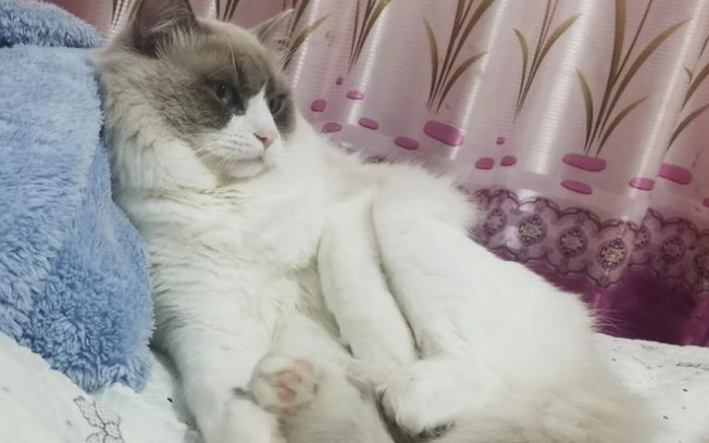 玛氏全球调查：83%宠主认为宠物有益心理健康