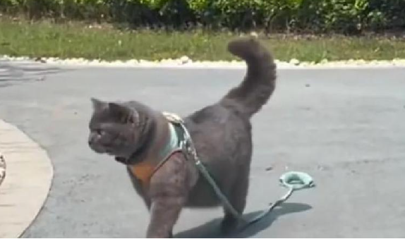 蓝猫被猫贩子抓走，主人坐飞机追了1600公里见到主人蓝猫大哭大叫